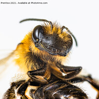 Buy canvas prints of Red Mason Bee by Graham Prentice