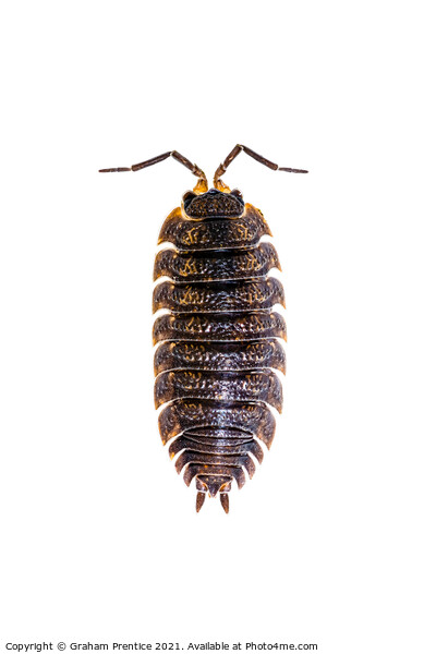 Common Shiny Woodlouse Picture Board by Graham Prentice