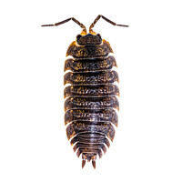 Buy canvas prints of Common Shiny Woodlouse by Graham Prentice