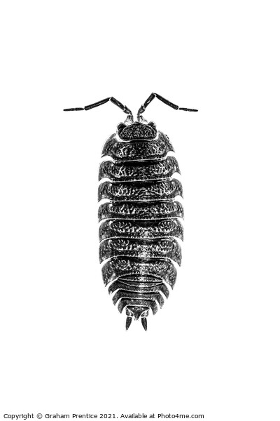 Common Shiny Woodlouse - Mono Picture Board by Graham Prentice