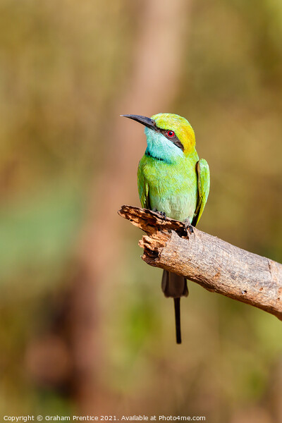 Green Bee-Eater Picture Board by Graham Prentice