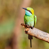 Buy canvas prints of Green Bee-Eater by Graham Prentice