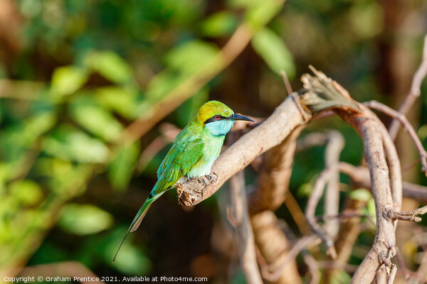 Green bee-eater Picture Board by Graham Prentice