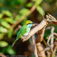 Buy canvas prints of Green bee-eater by Graham Prentice