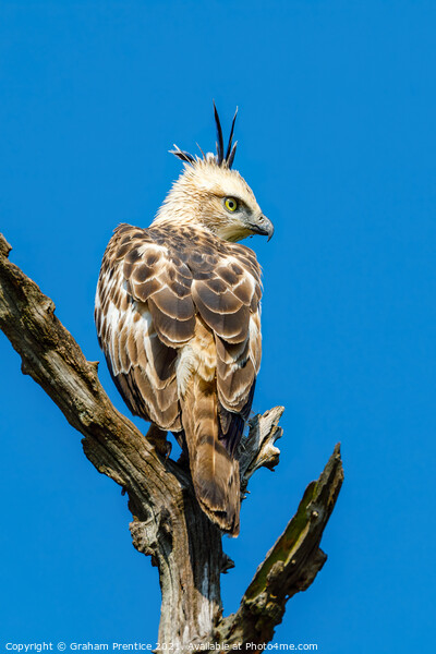 Crested Hawk-Eagle Picture Board by Graham Prentice