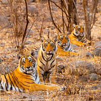 Buy canvas prints of Tiger and her Cubs by Graham Prentice