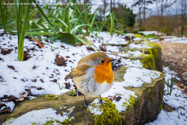 Puffed-up Robin Picture Board by Graham Prentice