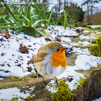 Buy canvas prints of Puffed-up Robin by Graham Prentice