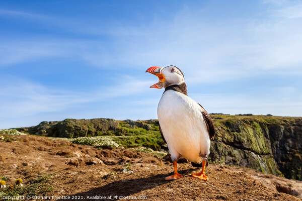 Atlantic Puffin Calling Picture Board by Graham Prentice