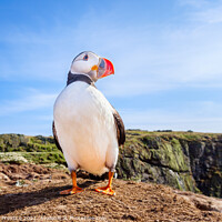 Buy canvas prints of Atlantic Puffin by Graham Prentice
