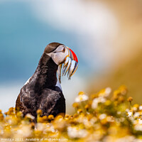 Buy canvas prints of Atlantic Puffin With Sand Eels by Graham Prentice