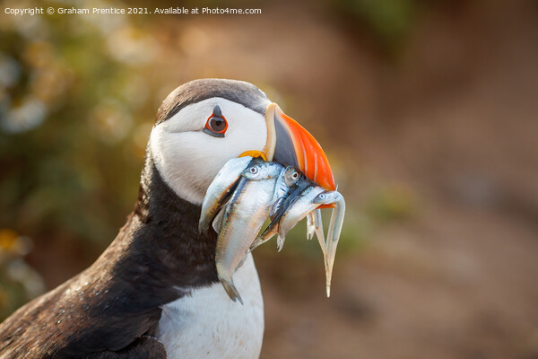 Atlantic Puffin With Sand Eels Picture Board by Graham Prentice