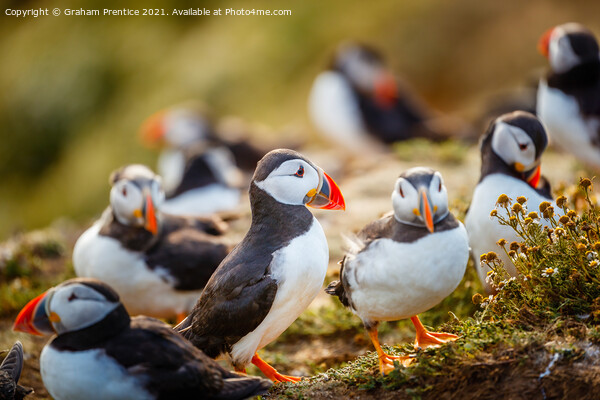 Atlantic Puffins Picture Board by Graham Prentice