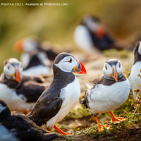 Buy canvas prints of Atlantic Puffins by Graham Prentice