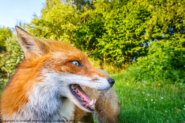 Lovely Russet Fox in the Sun Picture Board by Graham Prentice