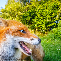 Buy canvas prints of Lovely Russet Fox in the Sun by Graham Prentice