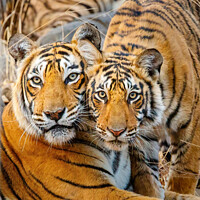 Buy canvas prints of A Tigress and her Cub by Graham Prentice
