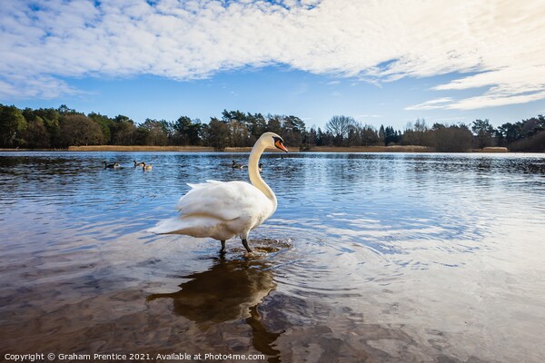 Mute Swan at Frensham  Picture Board by Graham Prentice