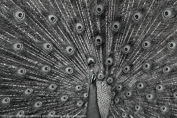 Peacock Displaying, Monochrome Picture Board by Graham Prentice