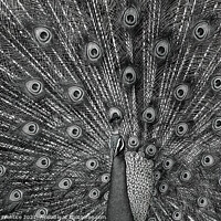 Buy canvas prints of Peacock Displaying, Monochrome by Graham Prentice