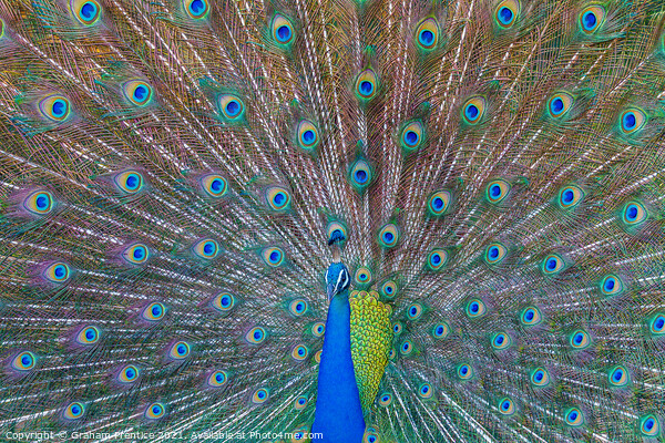Peacock Displaying Iridescent Train Picture Board by Graham Prentice