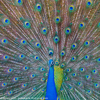 Buy canvas prints of Peacock Displaying Iridescent Train by Graham Prentice