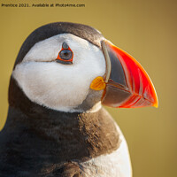 Buy canvas prints of Puffin Portrait by Graham Prentice