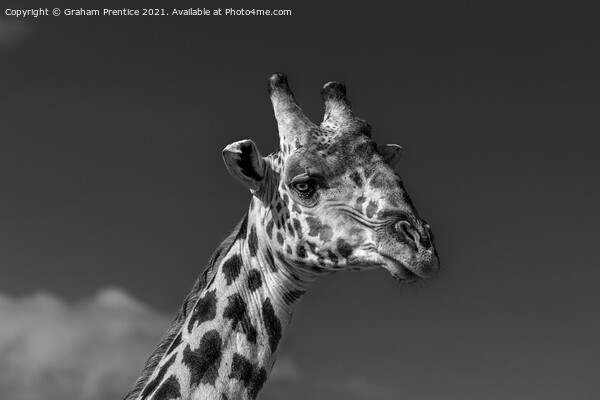 Giraffe Portrait Picture Board by Graham Prentice