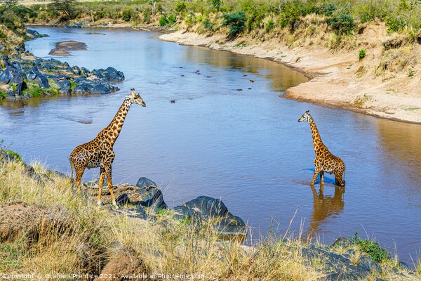 Giraffes by the River Mara Picture Board by Graham Prentice