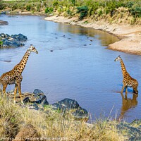Buy canvas prints of Giraffes by the River Mara by Graham Prentice