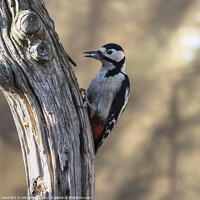 Buy canvas prints of Greater Spotted Woodpecker (Male) by John Barratt