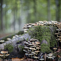 Buy canvas prints of Fungus Takeover by John Barratt