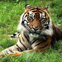 Buy canvas prints of Sumatran Tiger by Tony Johnson