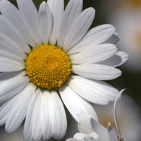 Buy canvas prints of Daisy in Full Bloom by Sheryl Goodearl