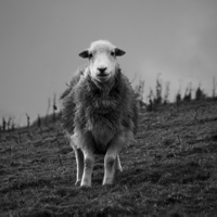 Buy canvas prints of  sheep by liam mills
