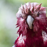 Buy canvas prints of Wet galah by Sheila Smart