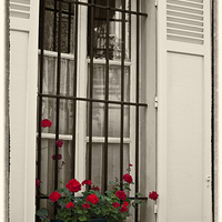 Buy canvas prints of Paris window box by Sheila Smart