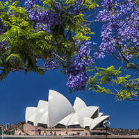 Buy canvas prints of Jacaranda spring by Sheila Smart