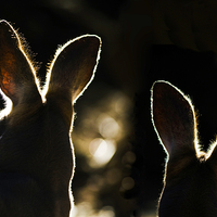 Buy canvas prints of Kangaroos backlit by Sheila Smart