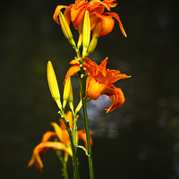 Buy canvas prints of Lily by Sheila Smart
