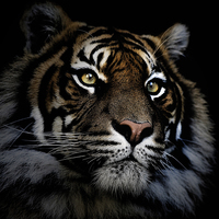 Buy canvas prints of Sumatran tiger by Sheila Smart