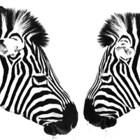Buy canvas prints of Zebras by Sheila Smart
