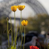 Buy canvas prints of Tulips with Harbour Bridge backdrop by Sheila Smart