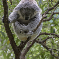 Buy canvas prints of Sleepy koala by Sheila Smart