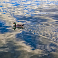 Buy canvas prints of Mallard duck skims across lake by Sheila Smart