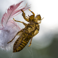 Buy canvas prints of Cicada with galah feather by Sheila Smart