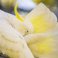 Buy canvas prints of Preening sulphur crested cockatoo by Sheila Smart
