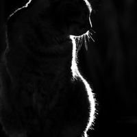 Buy canvas prints of Cat silhouette by Sheila Smart