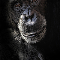 Buy canvas prints of Portrait of a chimpanzee by Sheila Smart