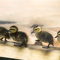 Buy canvas prints of Ducklings all in a row by Sheila Smart